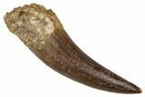 Fossil Plesiosaur (Zarafasaura) Tooth - Morocco #344206-1